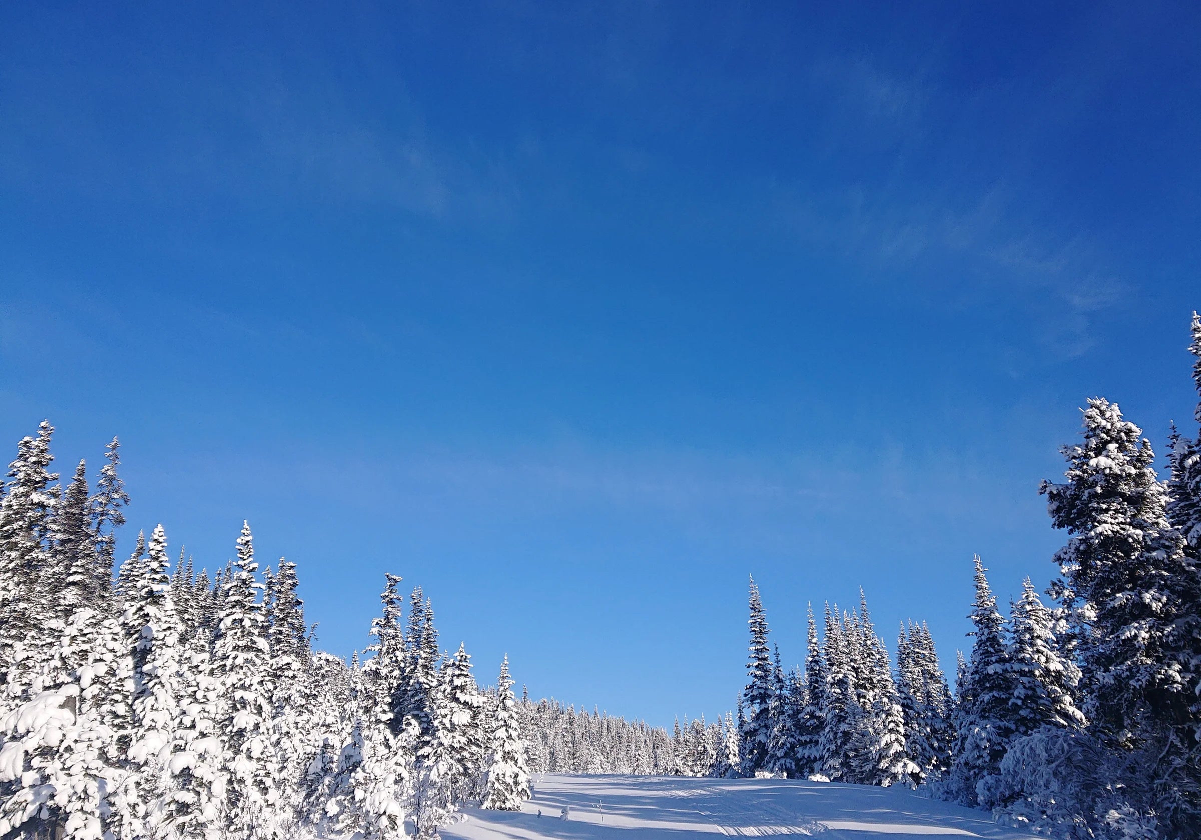 How far we go to get our Wild Yukon Furs