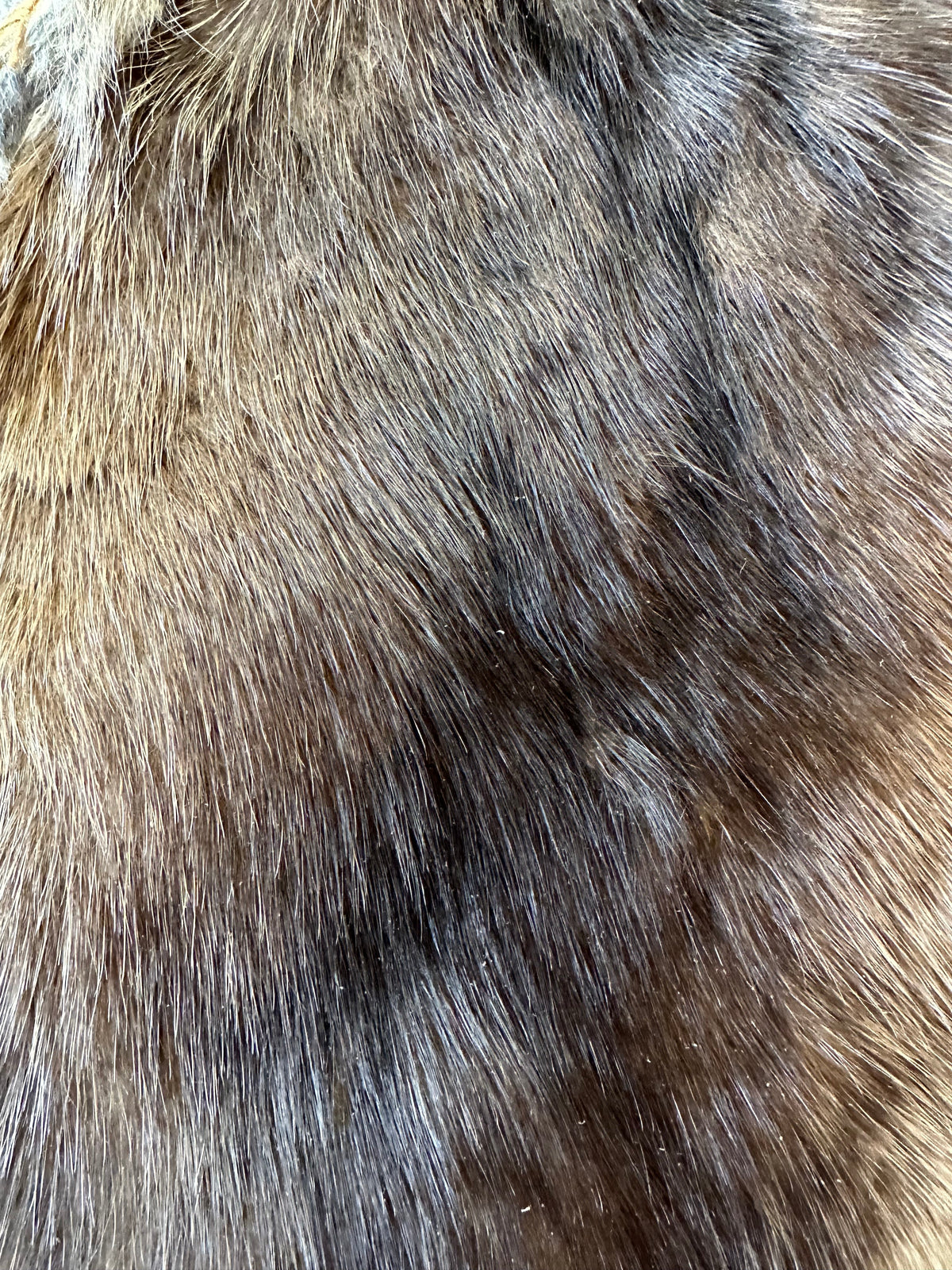 Muskrat – Vanessa Aegirsdóttir