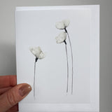 Arctic Cotton Flower Cards